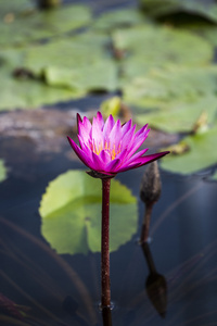 莲花。水百合花