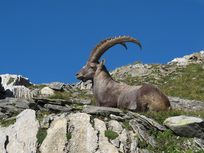 轻松高山 ibex