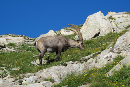 在充分的野花的草地上放牧的高山 ibex