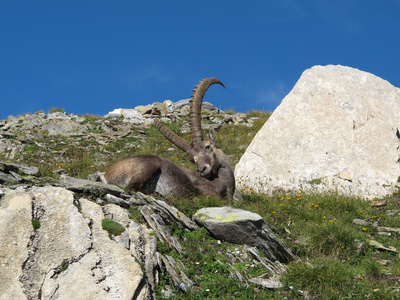 懒高山 ibex