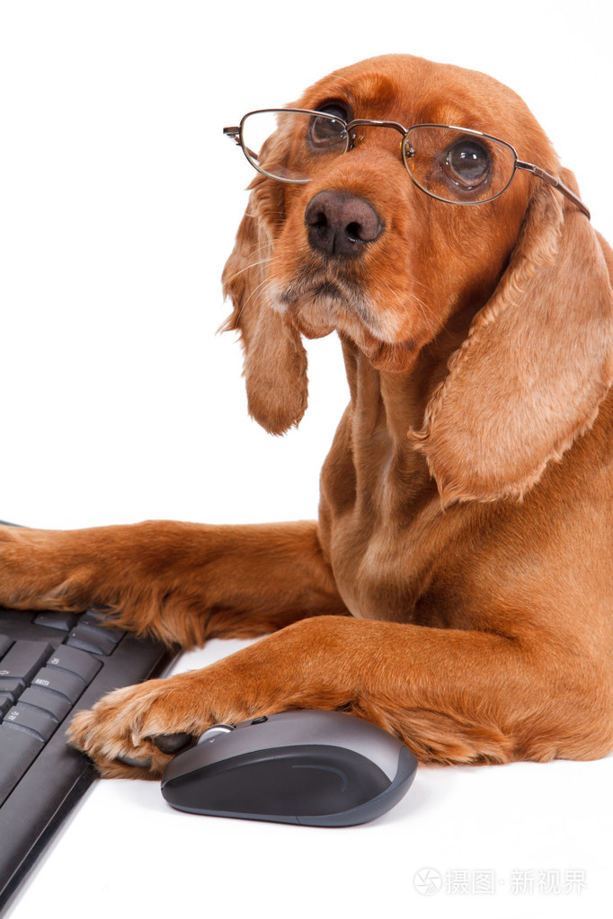 使用鼠标和键盘的英语可卡犬狗