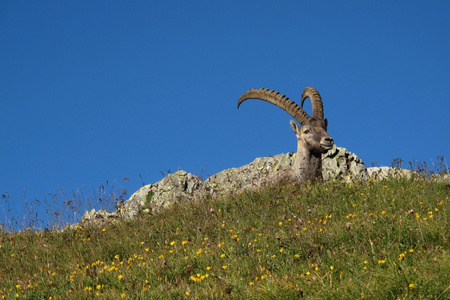 可爱的高山 ibex 野花的草地上休息