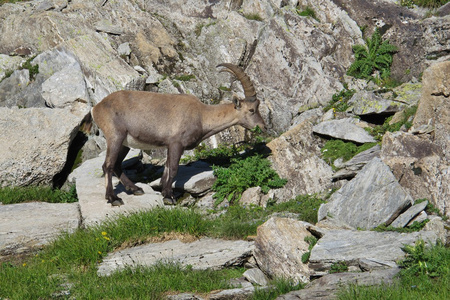 年轻的高山 ibex