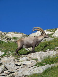 站在高山 ibex