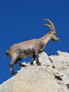 主攀登高山 ibex