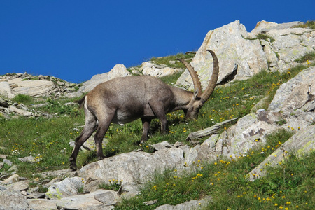 放牧在阿尔卑斯山高山 ibex