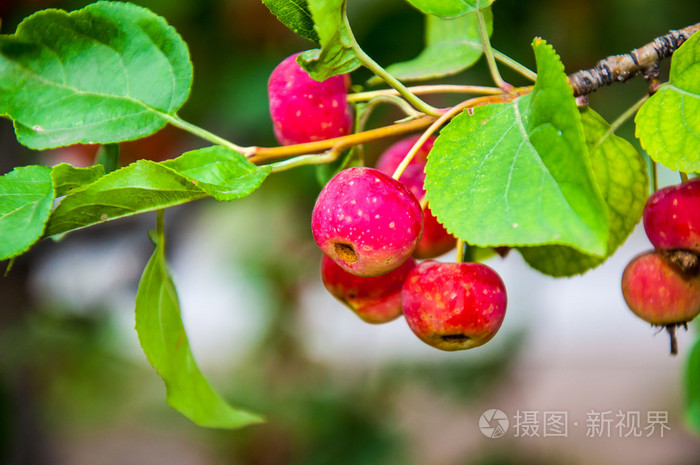 野生苹果树的果实照片-正版商用图片1d1kg1-摄图新视界