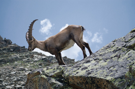ibex 站在岩石上