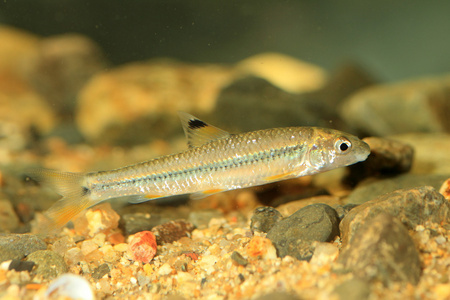 在日本 sarcocheilichthys 鲽鲽