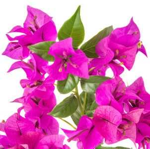 紫色的叶子花图片