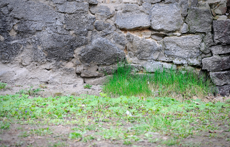 墙草图片