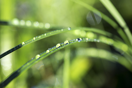 雨后草地上缩放的露珠图片