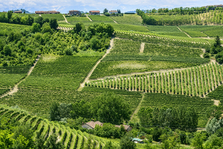 langhe 葡萄园