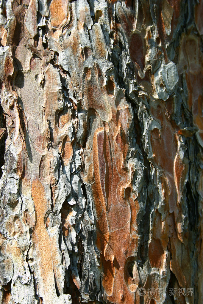 红木树树皮