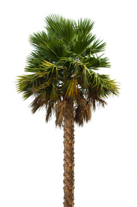棕榈树白色背景