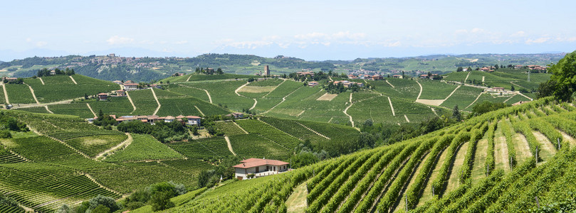 langhe 葡萄园