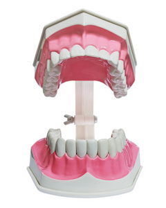 塑料牙齿和牙龈模型的特写