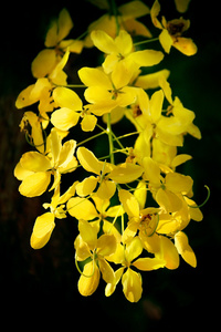 Cassia fistula决明子瘘