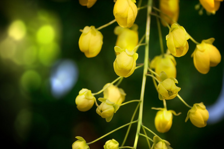 Cassia fistula决明子瘘