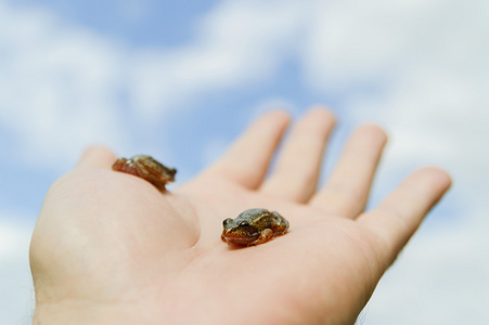一只手上的小青蛙