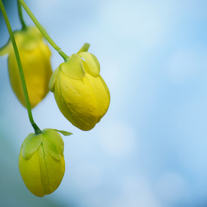 Cassia fistula决明子瘘