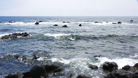 海鸥的 el 戈尔在海滩