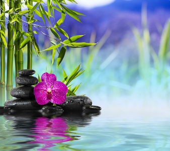 紫色兰花 石头 上水竹