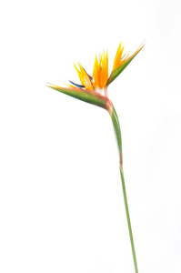 热带植物鹤望兰与颜色