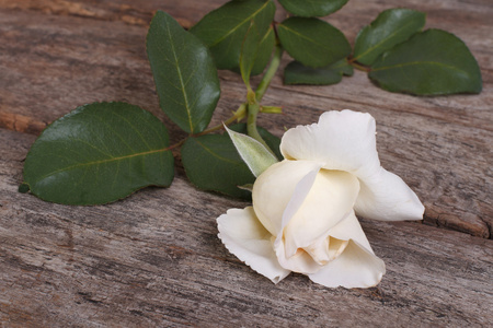 旧木桌上美丽的白玫瑰