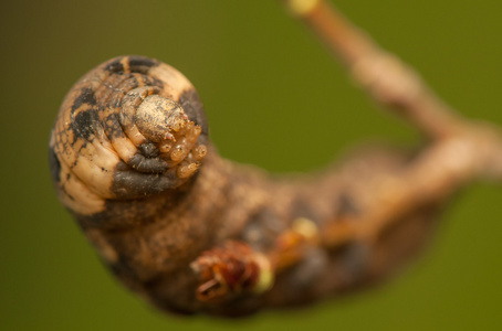 delephila elpeno