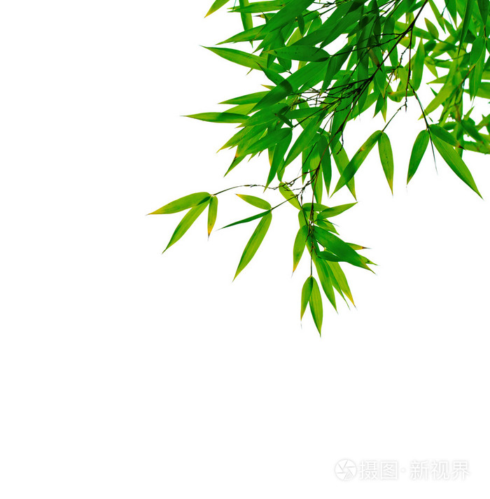在白色背景上绿色竹叶