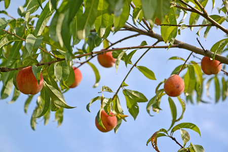一棵桃树与蓝天的成熟水果的分支