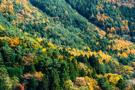 秋天的森林山