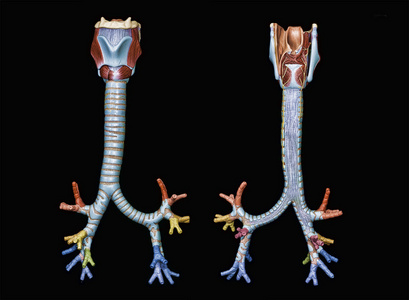 肺支气管树的古董医学科学插图肺支气管树的古董医学科学插图人体呼吸