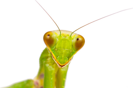 女性欧洲螳螂的肖像照片