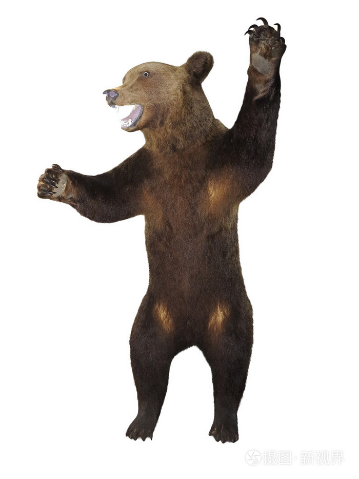 咆哮愤怒棕熊白上孤立照片-正版商用图片1d28b2-摄图新视界