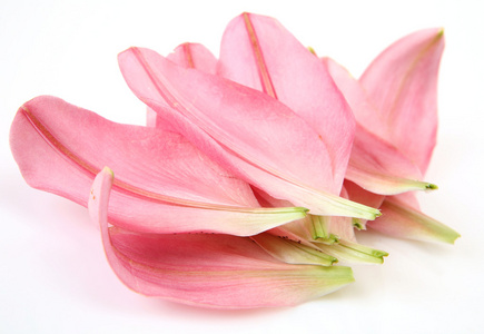 一个粉红色的百合的花瓣