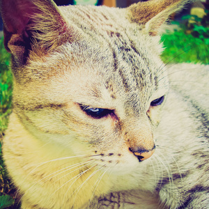 猫复古摄影图