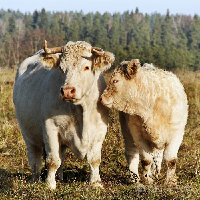 母牛和小牛