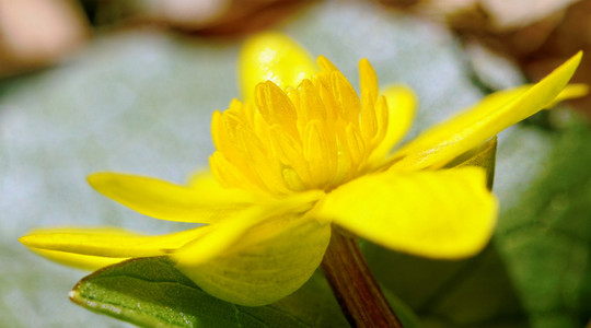 毛茛花