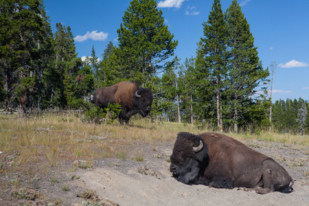 美国 bizon 在黄石国家公园