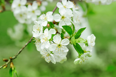 樱桃花