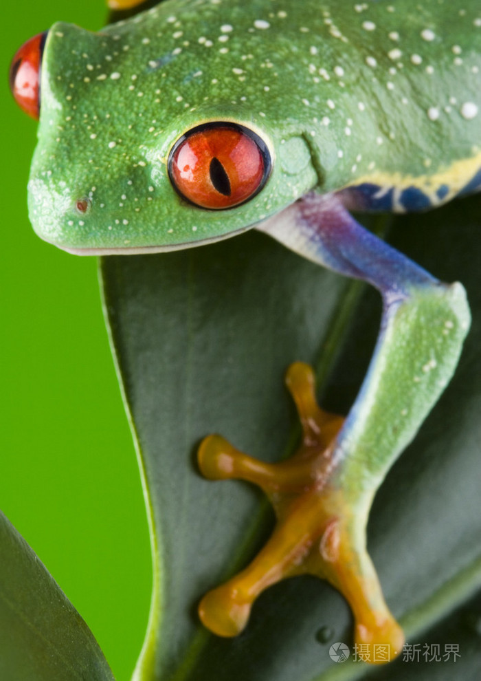 红眼蛙