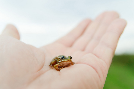 一只手上的小青蛙