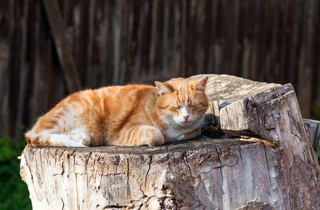 猫躺在老树桩上图片