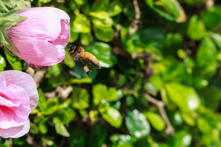 蜜蜂采集花蜜和花粉从有吸引力的粉红色蜀葵花，特写