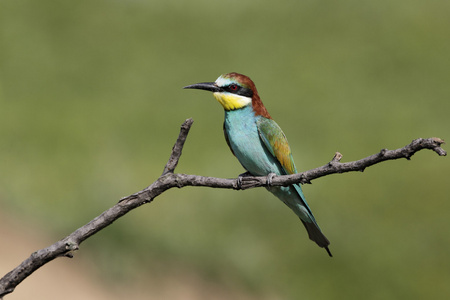 欧洲食蜂鸟，merops apiaster