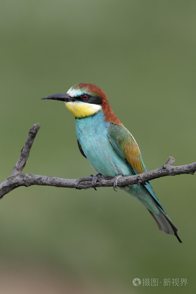 欧洲食蜂鸟meropsapiaster