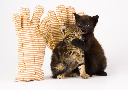 小猫在条纹手套
