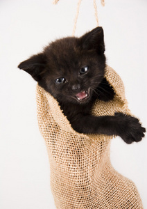 在袋子里的小黑猫